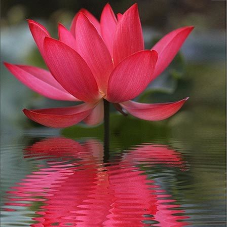 lotus-flowers.jpg