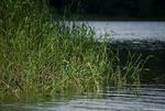 reeds.jpeg