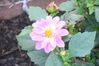 Flower 02.JPG