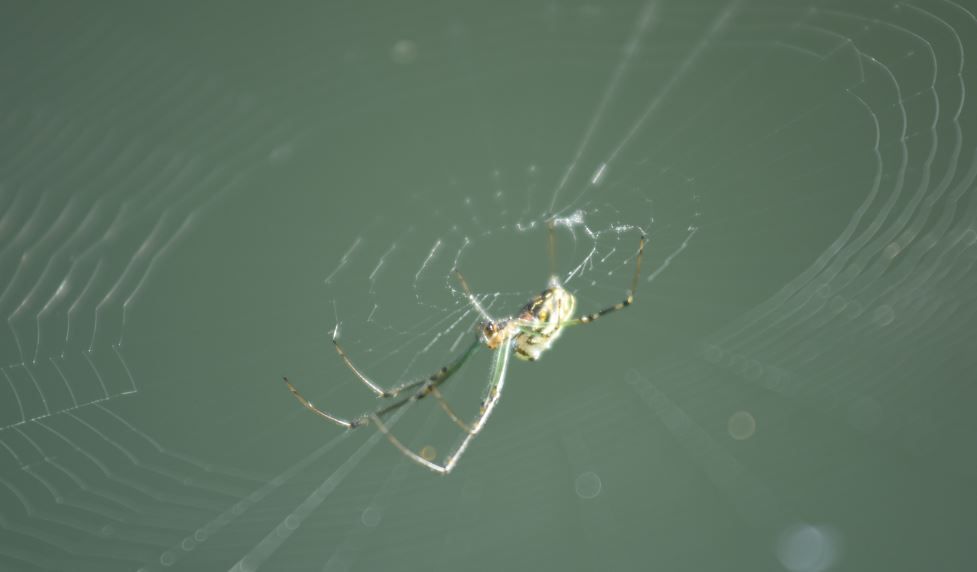 Spider - 01.JPG