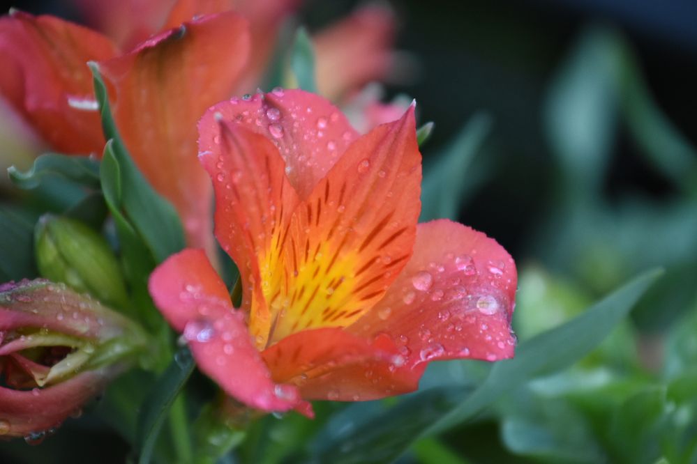 DSC_8347.JPG