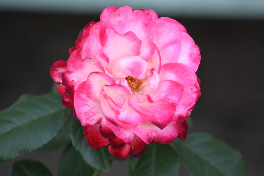 DSC_8353.JPG