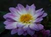 Flower.JPG