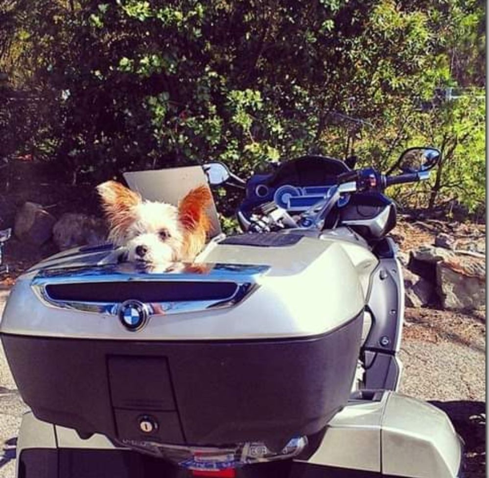 My puppy would love this but sadly he is too big lol.