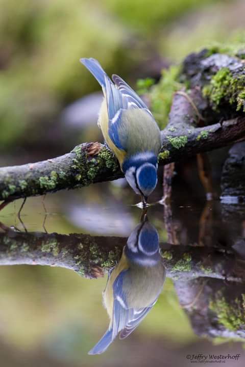 Bird Reflection.jpg